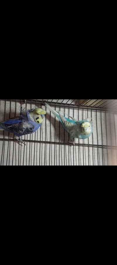 nice Bird