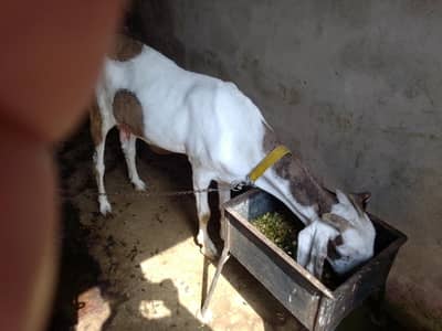 Gulabi Ablak Bakri Achi Height Ki