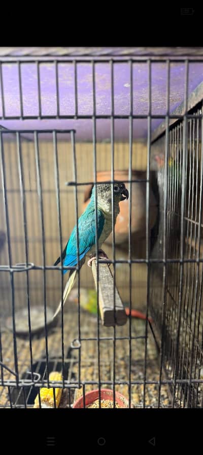 parrot