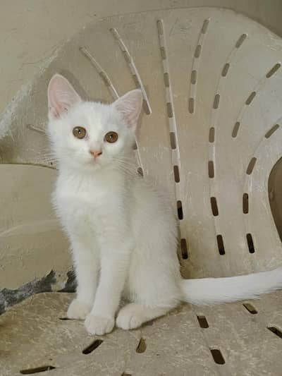 Person female kitten