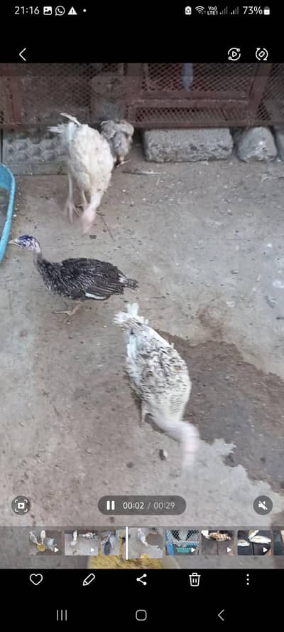 Turkey chicks for sale