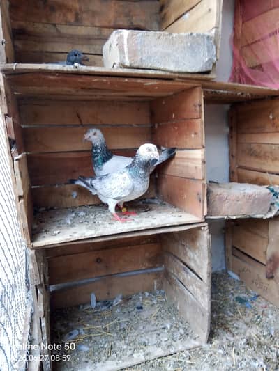 Grizen peigon pair h .