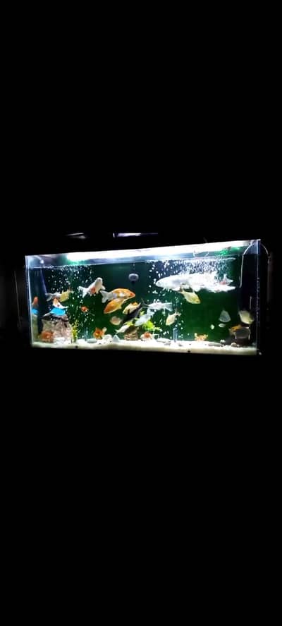 Fish aquarium in excellent condition