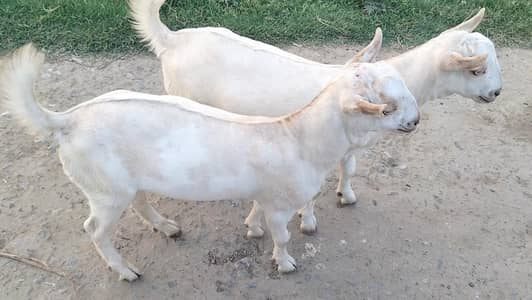 pure tedi nasal 2 male for sale