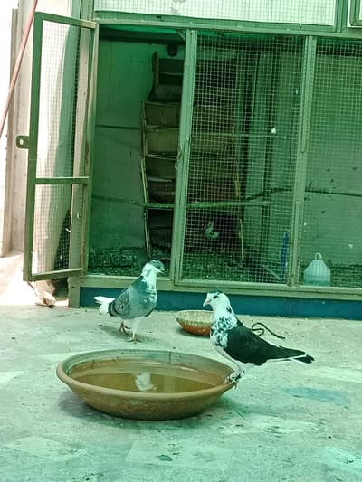 fancy breeder pair