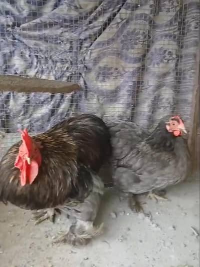 Mashallah Rare Blue /Balck  buff Breeder pair