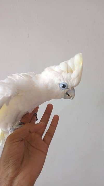 Hand Tamed Ducorp Cockatoo