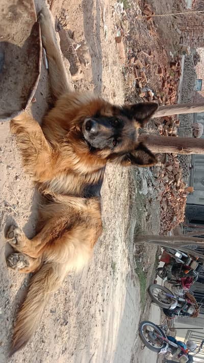 German Shepherd