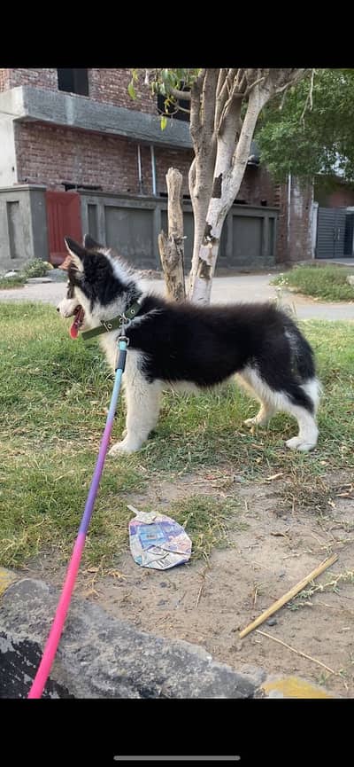 Female husky (pet)