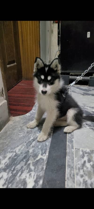 Female husky (pet)