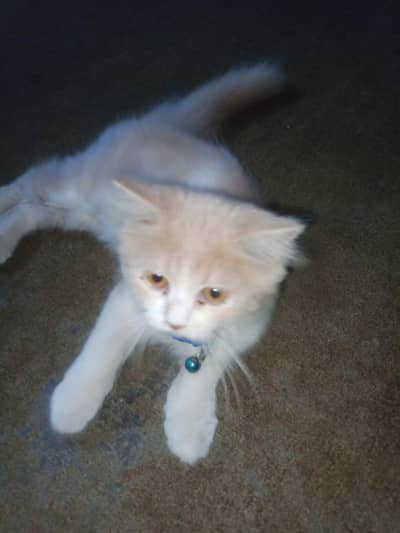 Persian Snow Cat Female