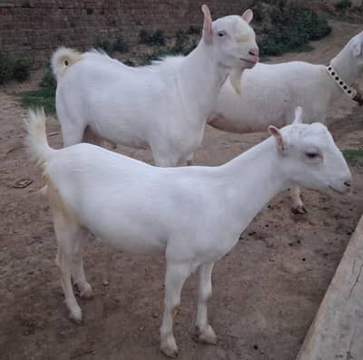 pure white jora