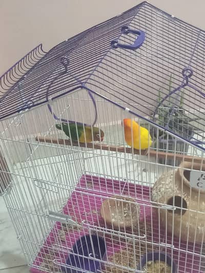 love birds