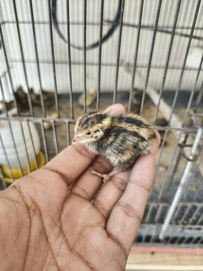 batair chick's and breder pair available for sale