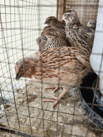 batair chick's and breder pair  egg b available for sale