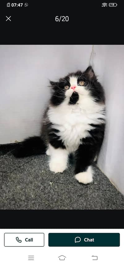 Persian cat for sale male or female my WhatsApp number3313091788