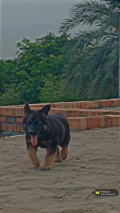 Puppy Of German Shepherd 
