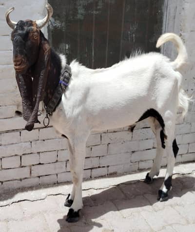 13 month Kamoori Male