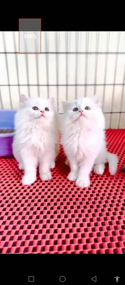 Persian cat for sale male or female my WhatsApp number3313091788