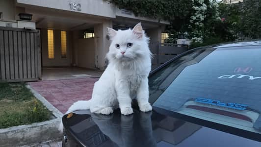 Persian Male Cat for Sale