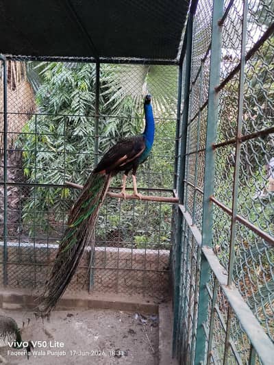 Peacocks mail