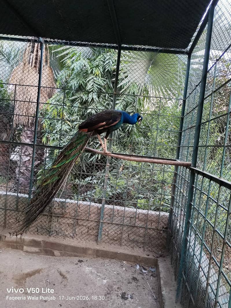 Peacocks mail 1