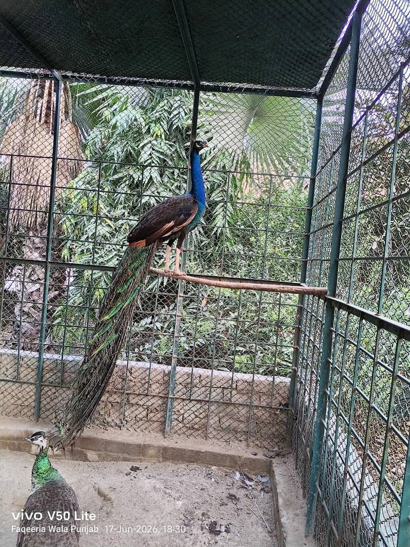 Peacocks mail 2