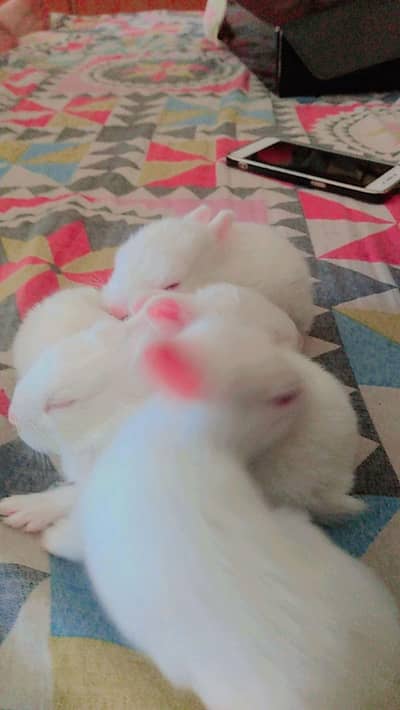 rabbits babies