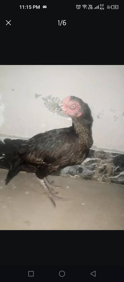 Pure Mianwali Mushki Aseel Madi for Sale (Taxila)