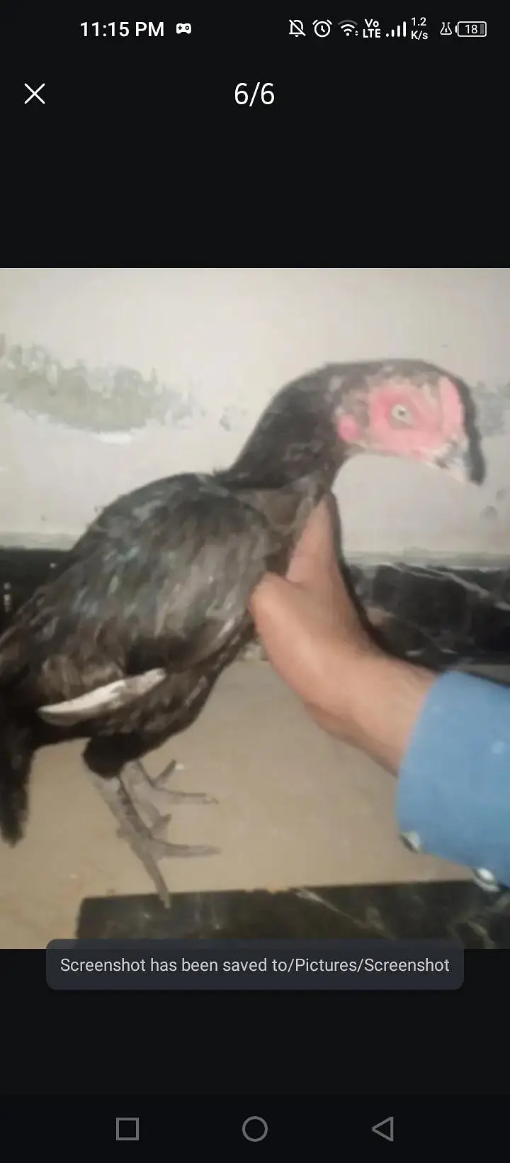 Pure Mianwali Mushki Aseel Madi for Sale (Taxila) — photo 2