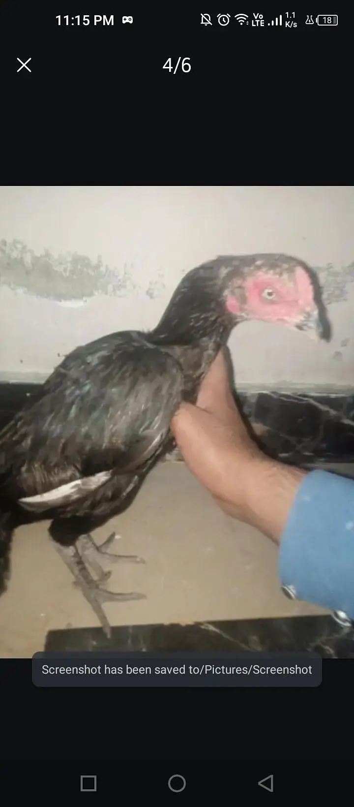 Pure Mianwali Mushki Aseel Madi for Sale (Taxila) — photo 4