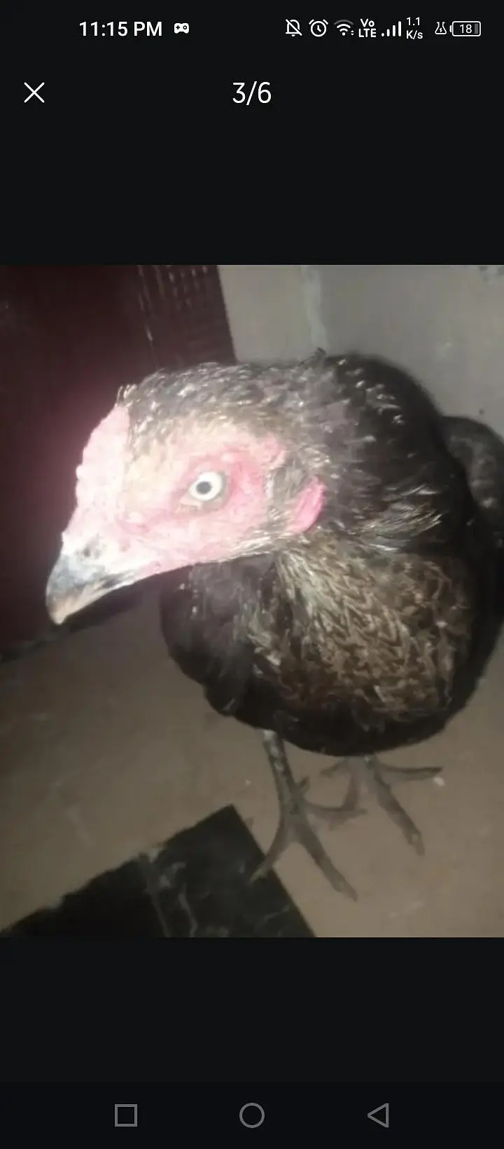 Pure Mianwali Mushki Aseel Madi for Sale (Taxila) — photo 5