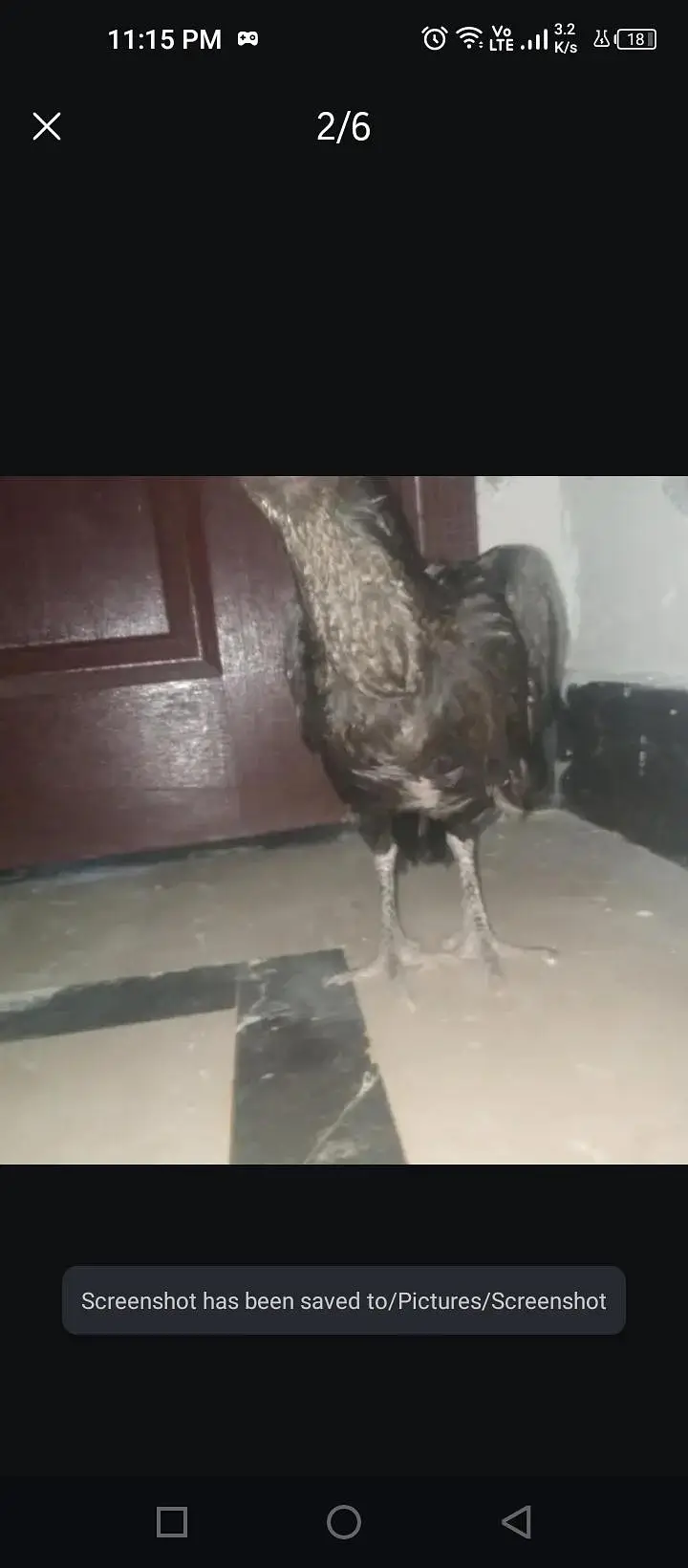 Pure Mianwali Mushki Aseel Madi for Sale (Taxila) — photo 6