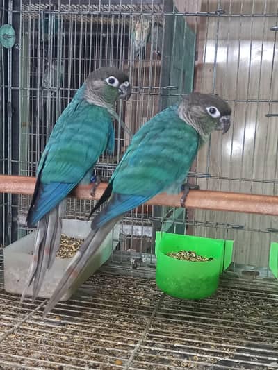 Blue turquoise/torqouise bf- bc conure pair available/parrots