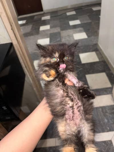 kittens for sell