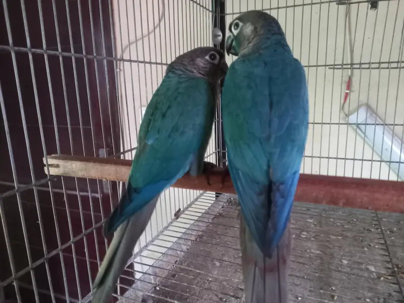 voilet/blue turquoise bf-bc conure pairs available
