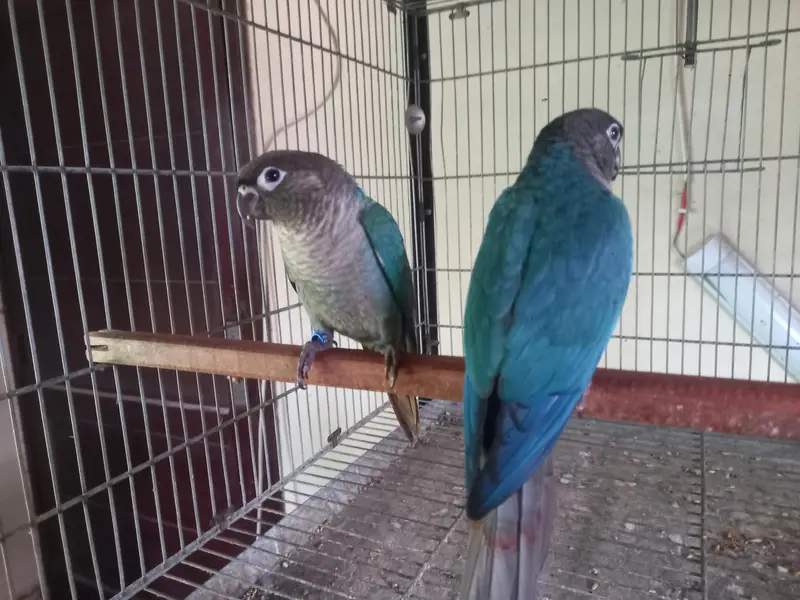 voilet/blue turquoise bf-bc conure pairs available — photo 9