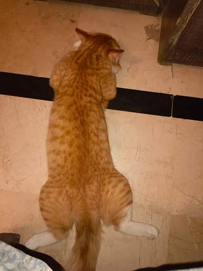 For sale