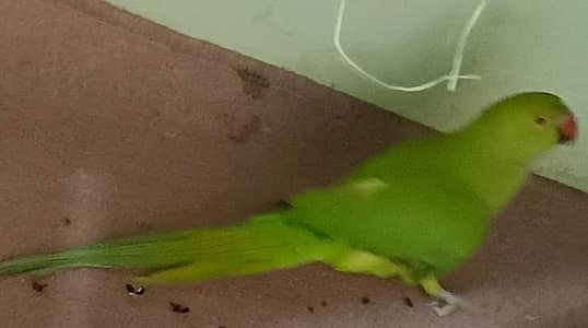 parrots