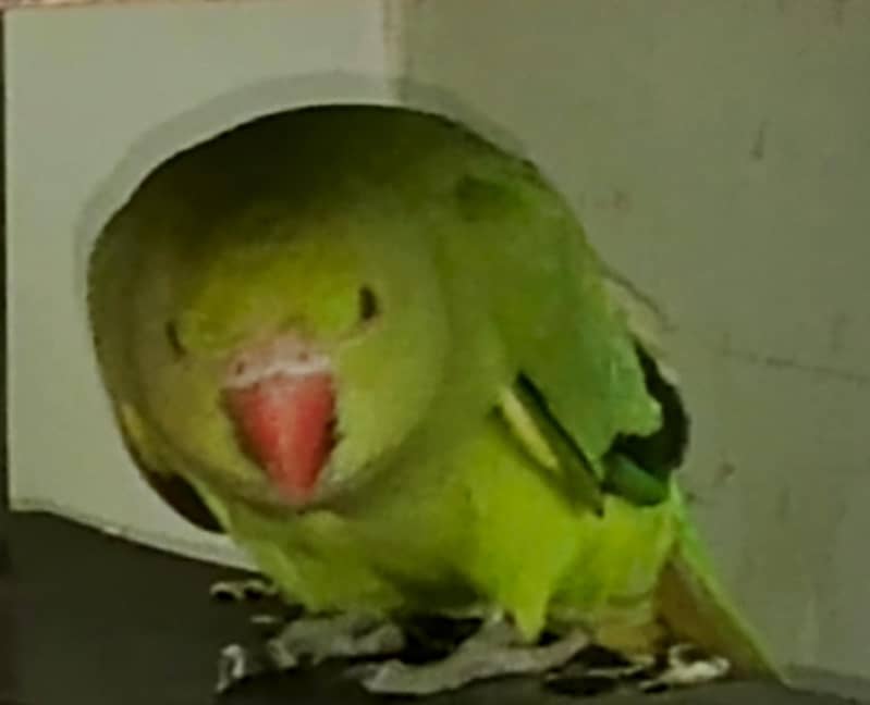 parrots 1