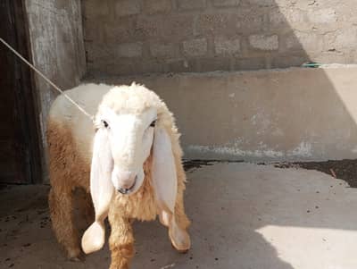 Dumba For Sale
