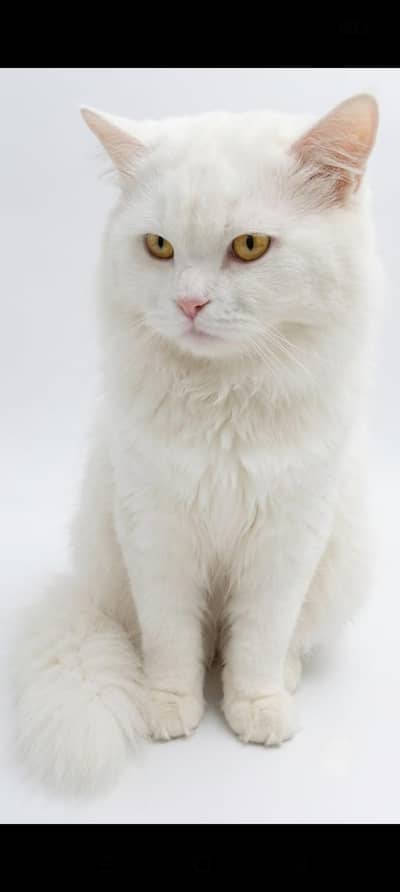 lovely white male cat