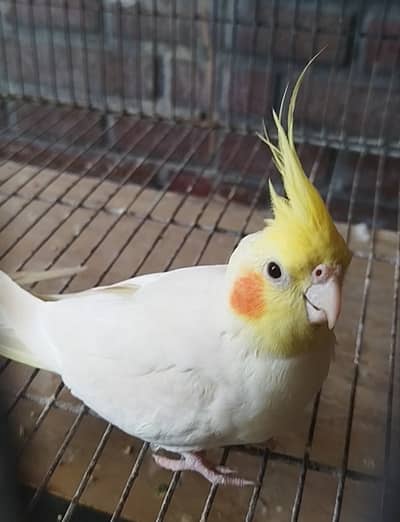 Cockatiels
