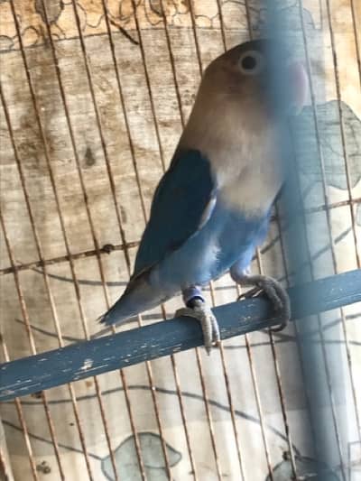 parrot for sale