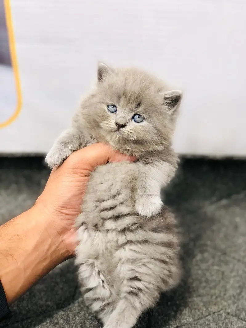 cash on delivery Persian Punch face triple coat cat Kitten