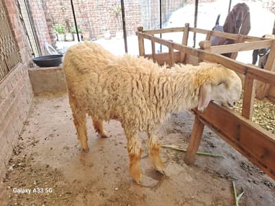 female sheep with female kid For sale