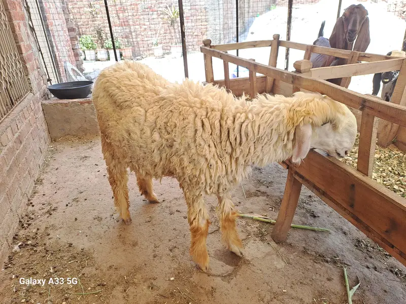 female sheep with female kid For sale