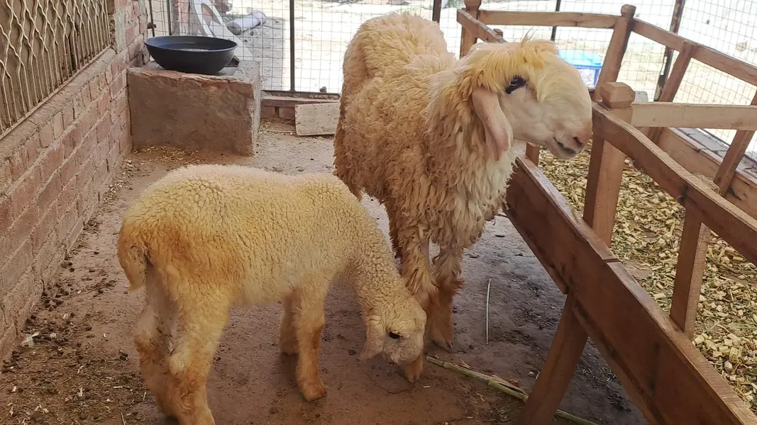 female sheep with female kid For sale — photo 2