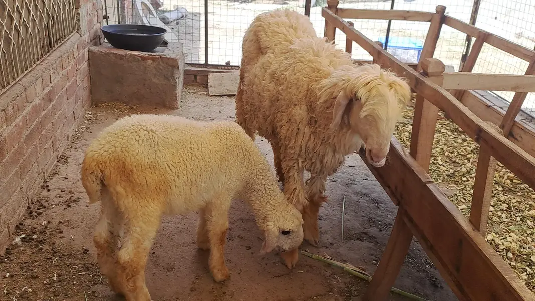 female sheep with female kid For sale — photo 3