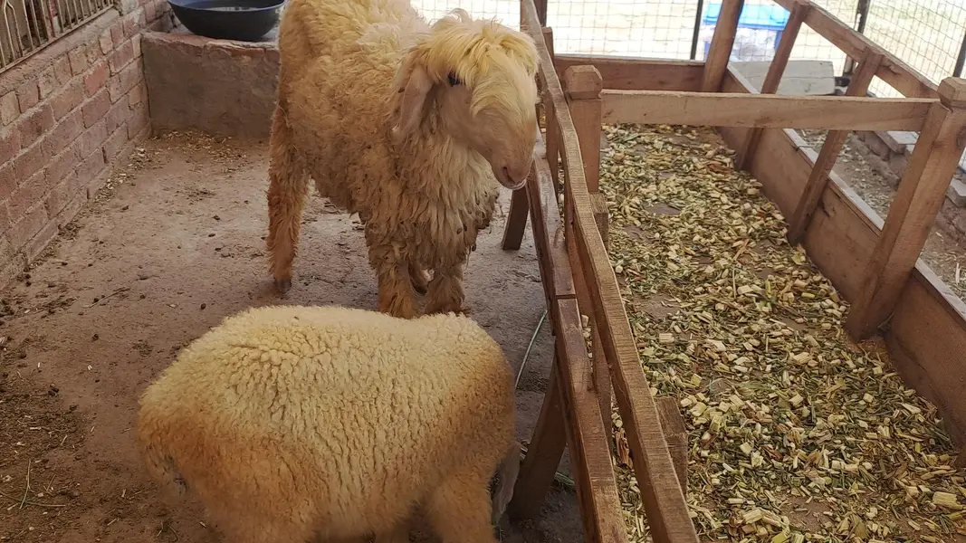female sheep with female kid For sale — photo 4